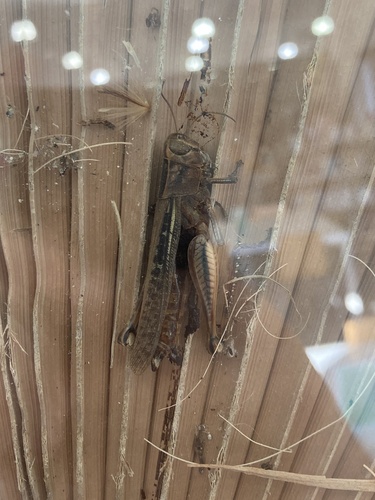 Lamenting Grasshopper