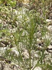 Anethum graveolens