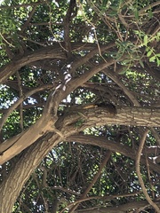 Sciurus niger