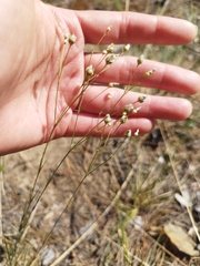 Eremogone biebersteinii, photograph (c) Tatyana Davidova, some rights reserved (CC BY)