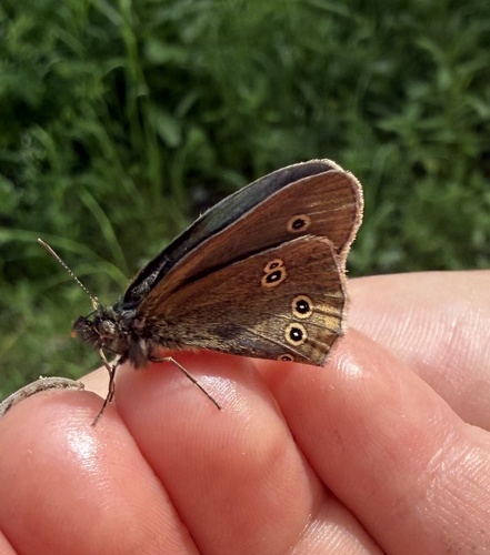 Ringlet