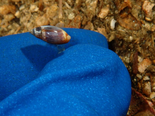 Olivella baetica, 2026-06-28