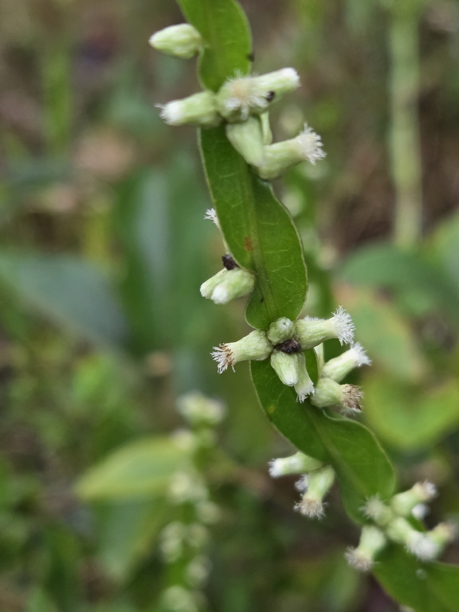 Baccharis trimera