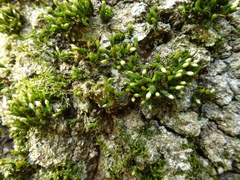 Orthotrichum stramineum