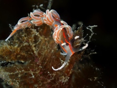 Facelina rubrovittata