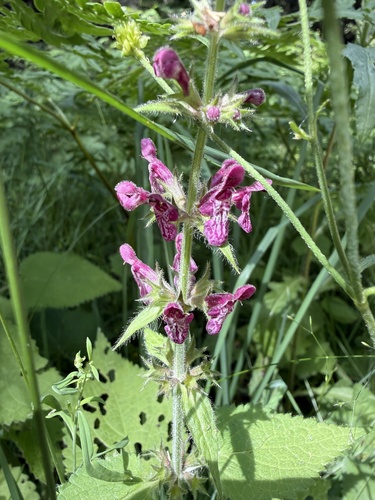 hedge woundwort