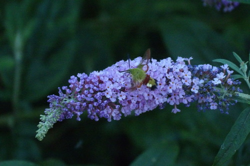 Broad-bordered Bee Hawkmoth