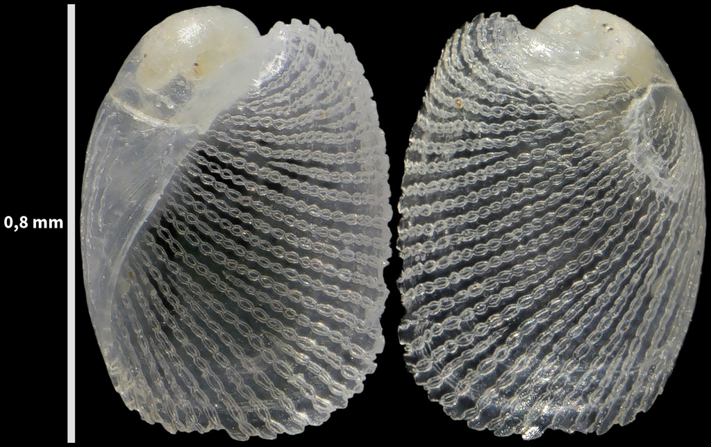 Philine catena