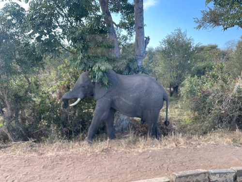 African Savanna Elephant