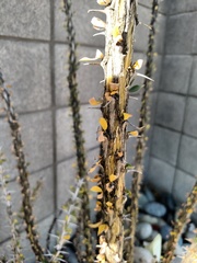Fouquieriaceae