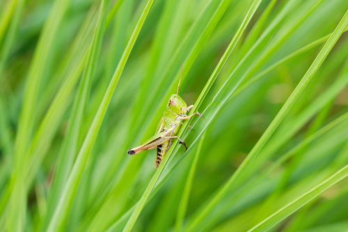 Meadow Grasshopper