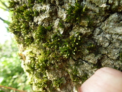 Orthotrichum stramineum