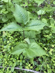 Arisaema triphyllum