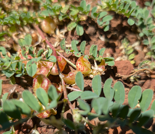 Astragalus lentiginosus, photograph 6