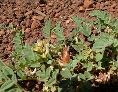 Astragalus lentiginosus, photograph (c) Dominic Gentilcore, some rights reserved (CC BY)