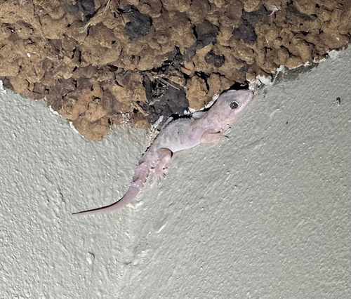 Tropical House Gecko
