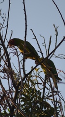 Psittacara erythrogenys