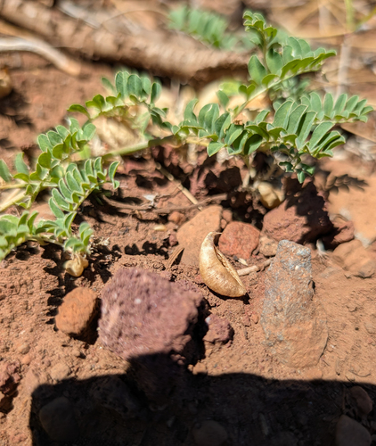 Astragalus lentiginosus, photograph 1