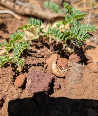 Astragalus lentiginosus