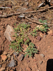Astragalus lentiginosus, photograph (c) Dominic Gentilcore, some rights reserved (CC BY)