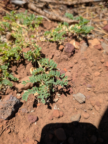Astragalus lentiginosus, photograph 3