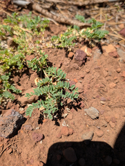 Astragalus lentiginosus, photograph (c) Dominic Gentilcore, some rights reserved (CC BY)
