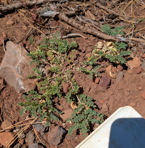Astragalus lentiginosus, photograph 4