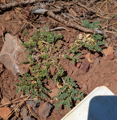 Astragalus lentiginosus, photograph (c) Dominic Gentilcore, some rights reserved (CC BY)