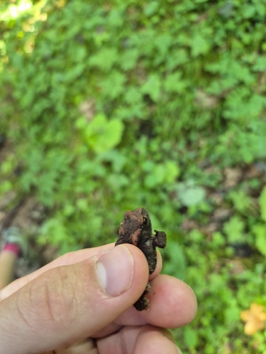 European Toad