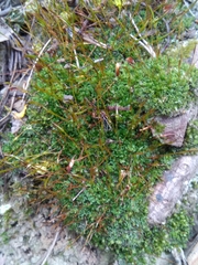 Tortula subulata