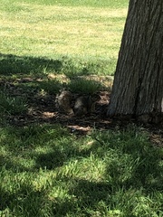 Sciurus niger