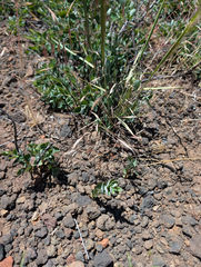 Deschampsia danthonioides