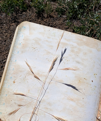 Deschampsia danthonioides, 2026-06-22