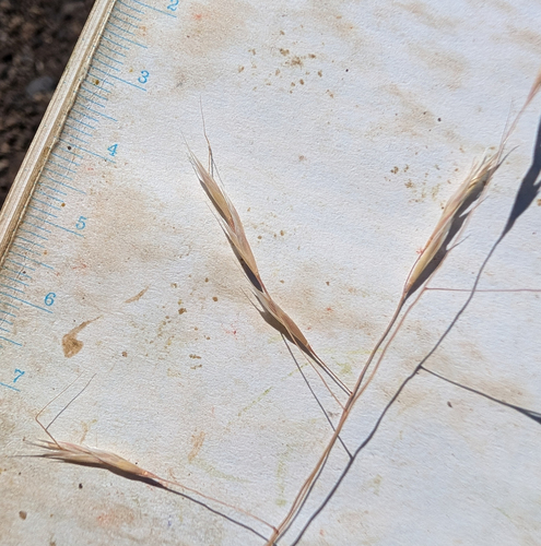 Deschampsia danthonioides, photograph 3