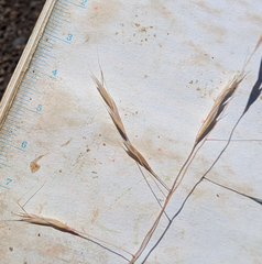 Deschampsia danthonioides, photograph (c) Dominic Gentilcore, some rights reserved (CC BY)