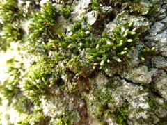 Orthotrichum stramineum