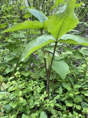 Arisaema triphyllum