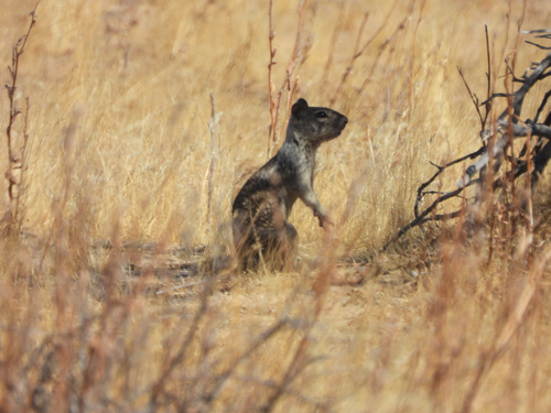 California Ground Squirrel