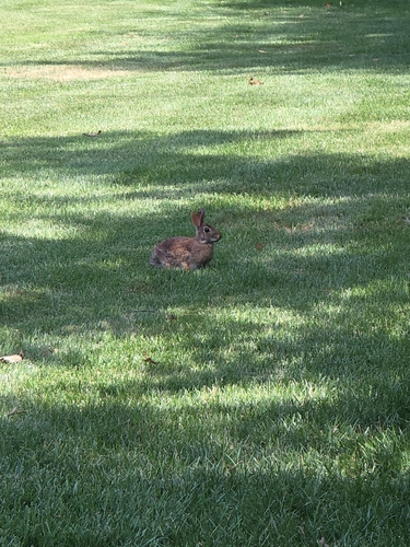 Eastern Cottontail