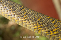 Phrynonax poecilonotus