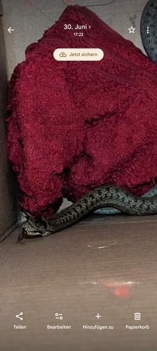 Smooth Snake