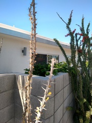 Fouquieriaceae