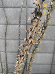 Fouquieriaceae