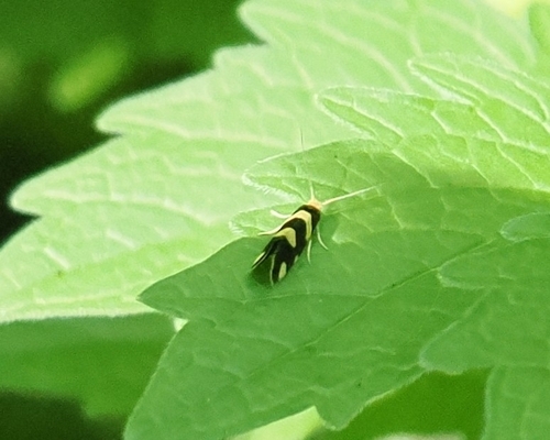 Lampronia rupella