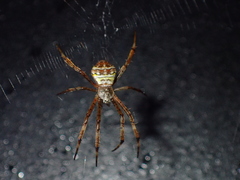 Argiope aetheroides