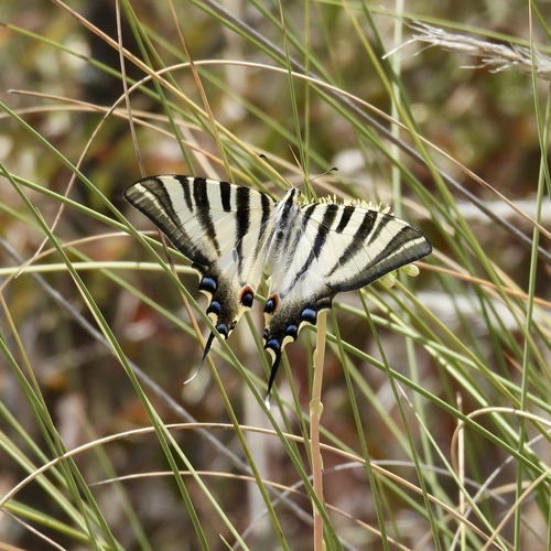 Iberian Scarce Swallowtail