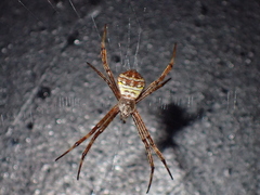 Argiope aetheroides