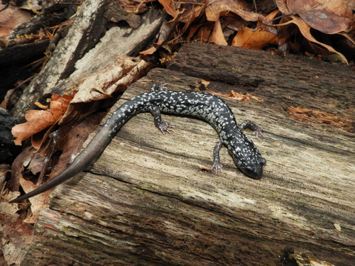 Plethodon glutinosus