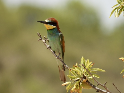 European Bee-eater
