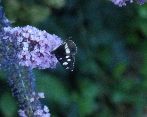 Southern White Admiral
